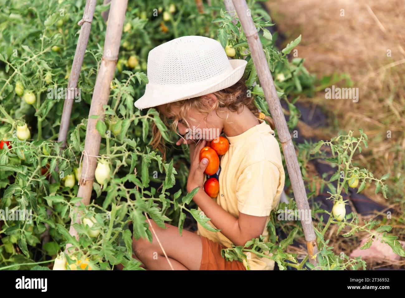 Boy harvesting tomatoes in vegetable garden Stock Photo - Alamy