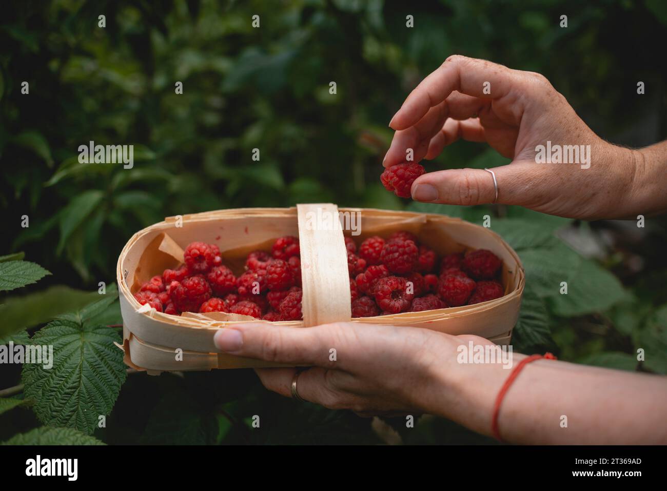Woman holding raspberry from hi-res stock photography and images - Alamy