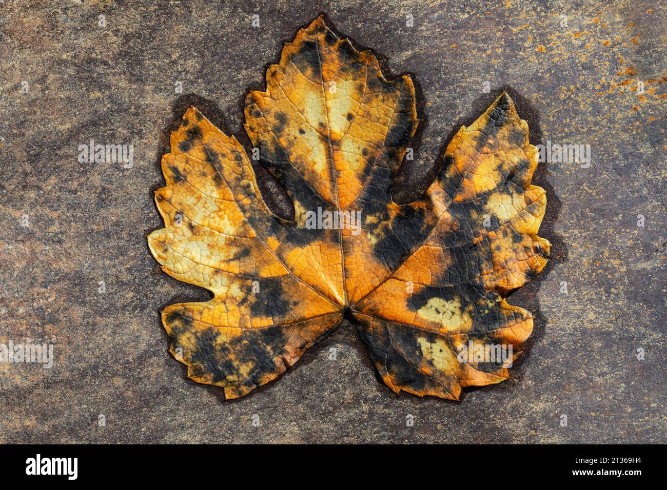 Wilted maple leaf in autumn Stock Photo