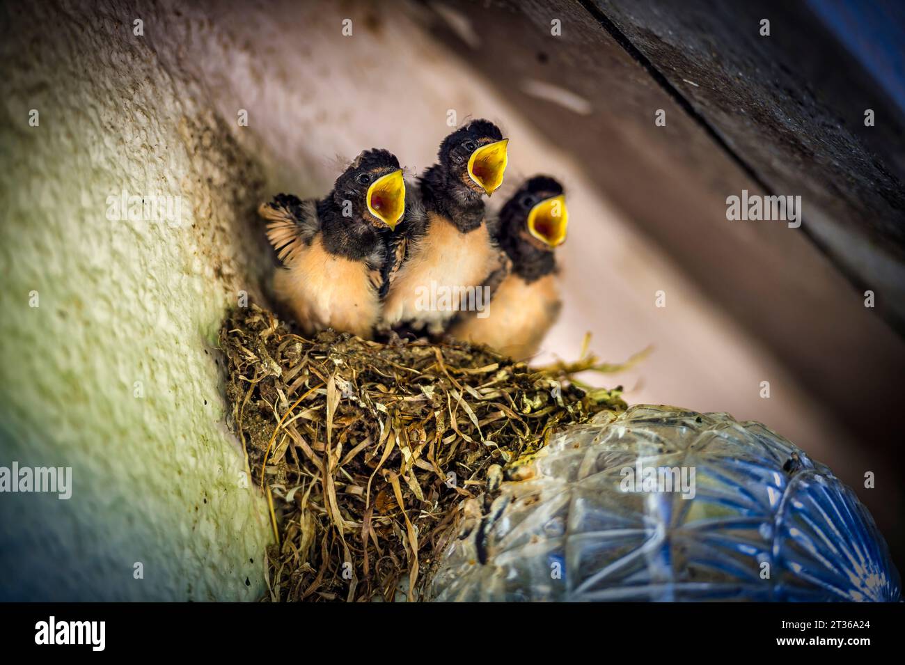 Three young swallows in birds nest Stock Photo Alamy