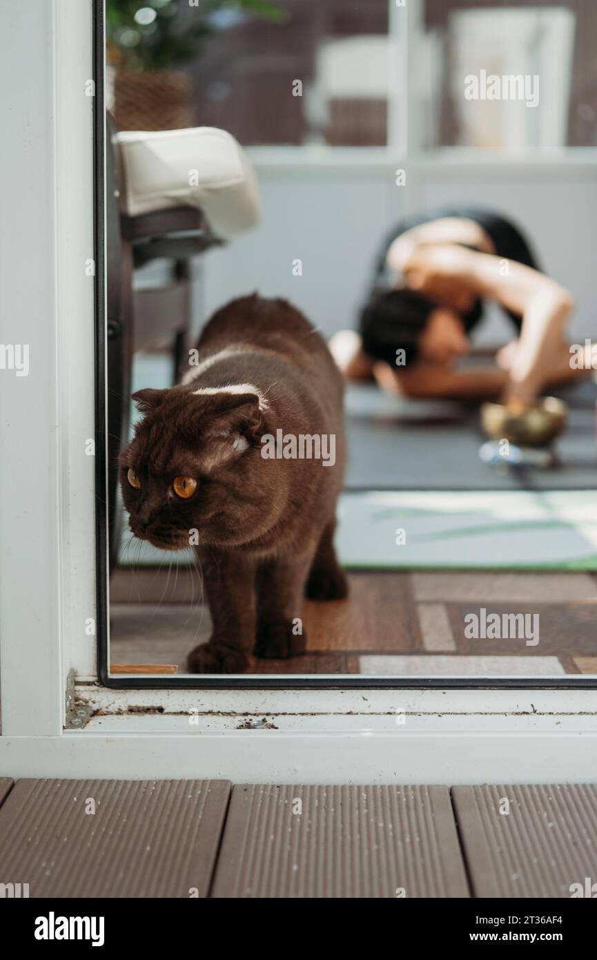 Cat near glass door with woman doing yoga in background Stock Photo