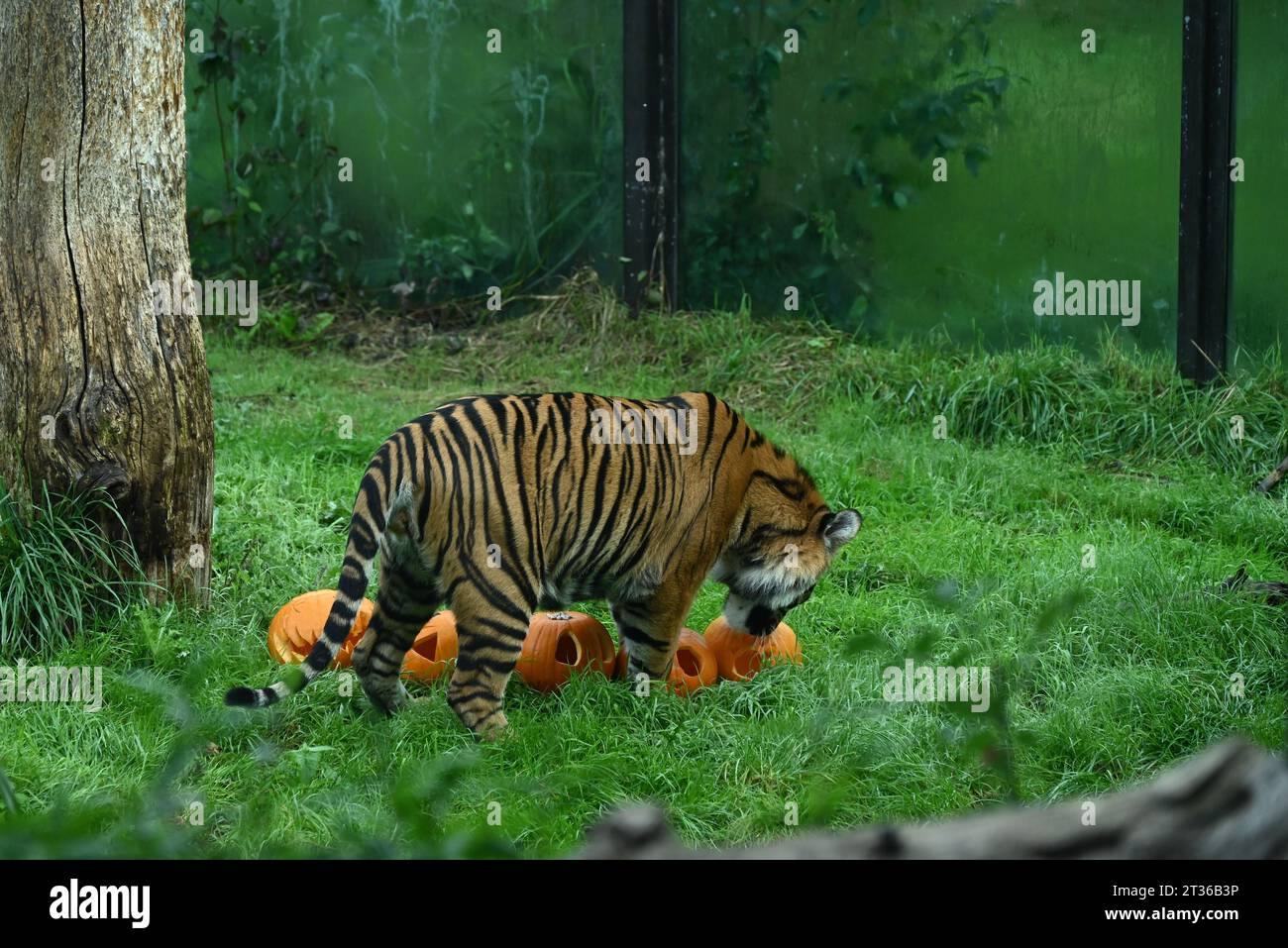 Sumatran tiger teens , zac and Crispin follow a cinnamon and nutmeg ...
