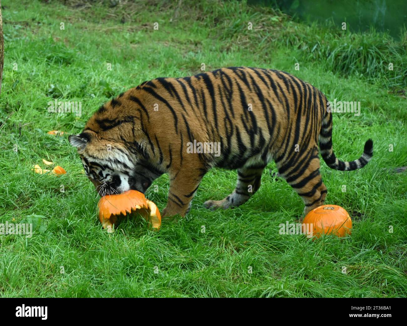 Smallest tiger species hi-res stock photography and images - Alamy