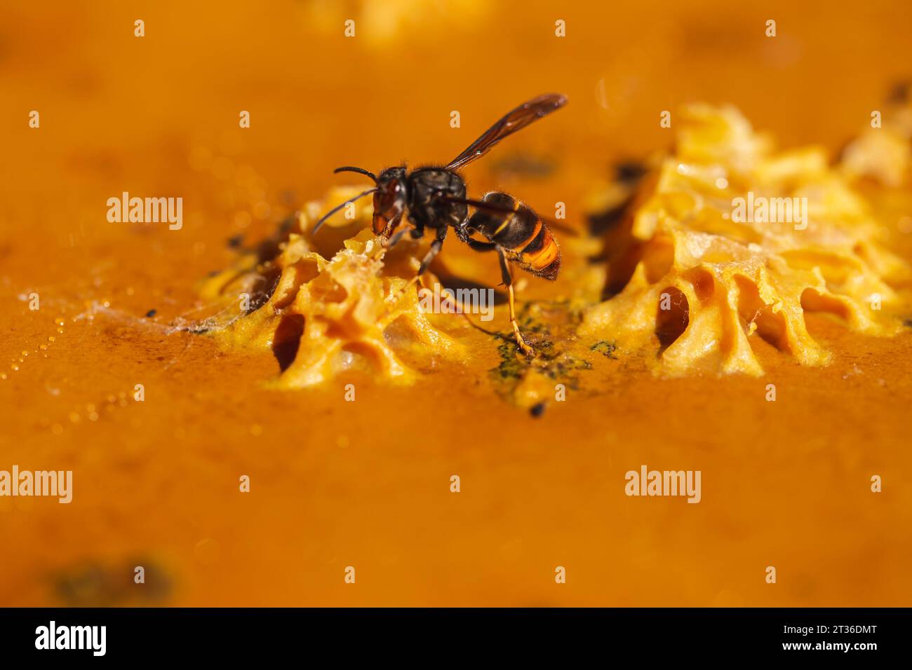 Asian Hornet insect eating honey Stock Photo