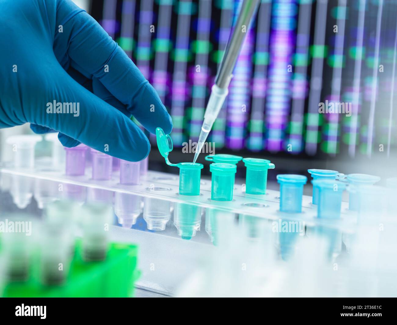 Scientist pipetting DNA sample into eppendorf tube Stock Photo