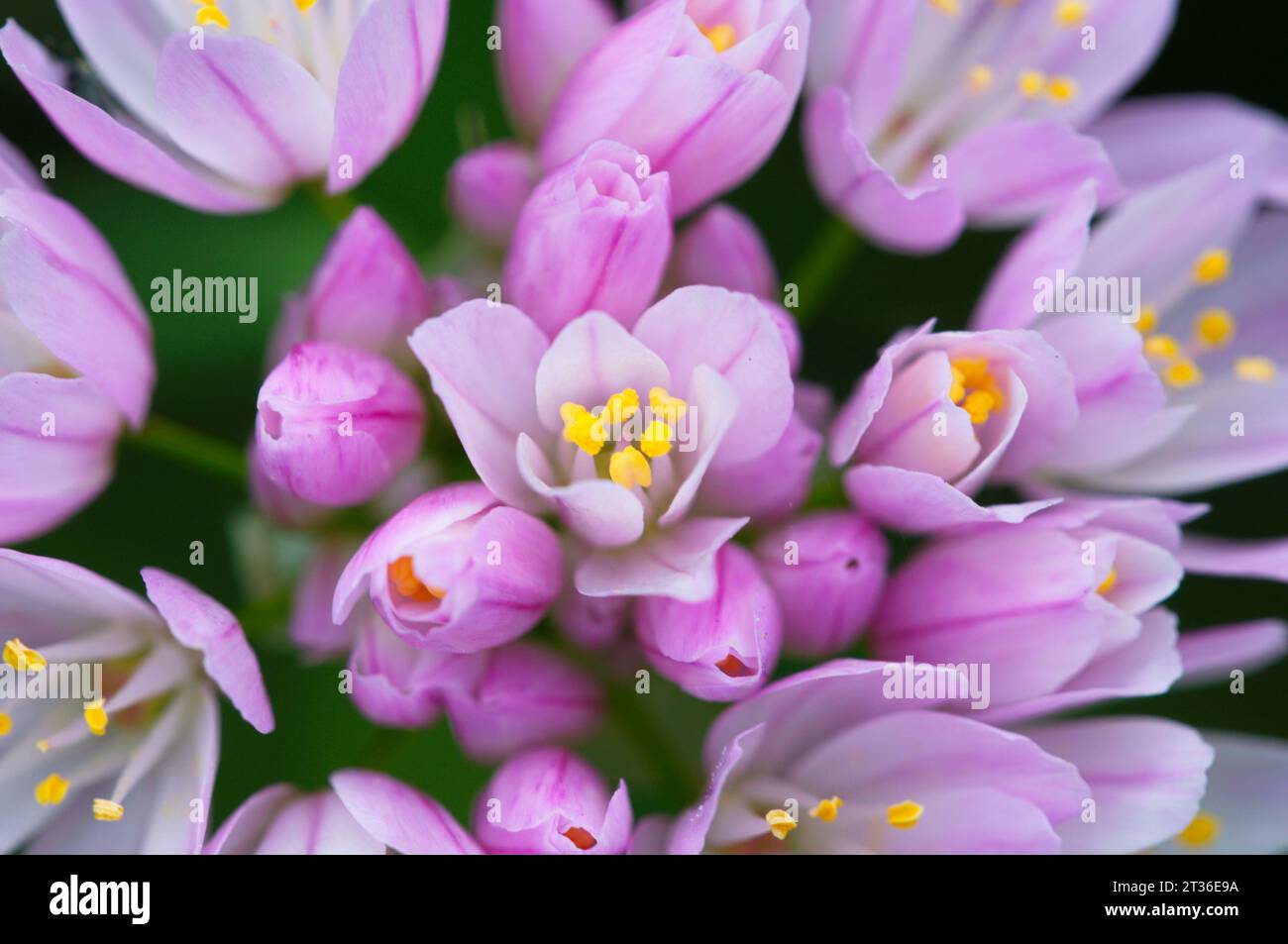 Rosy garlic flowers. Flores de ajo rosado Stock Photo
