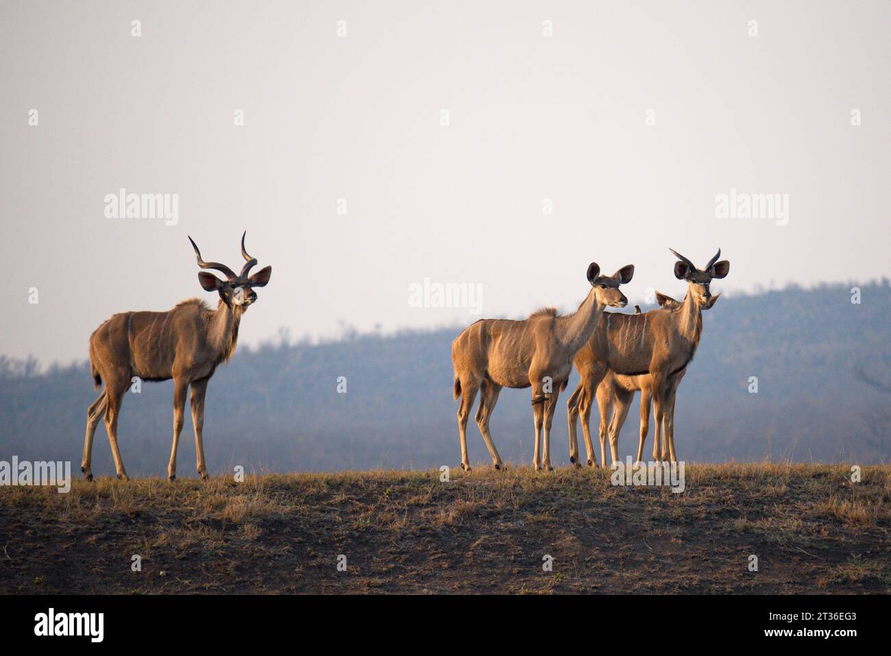 Group of kudus. Grupo de kudus Stock Photo