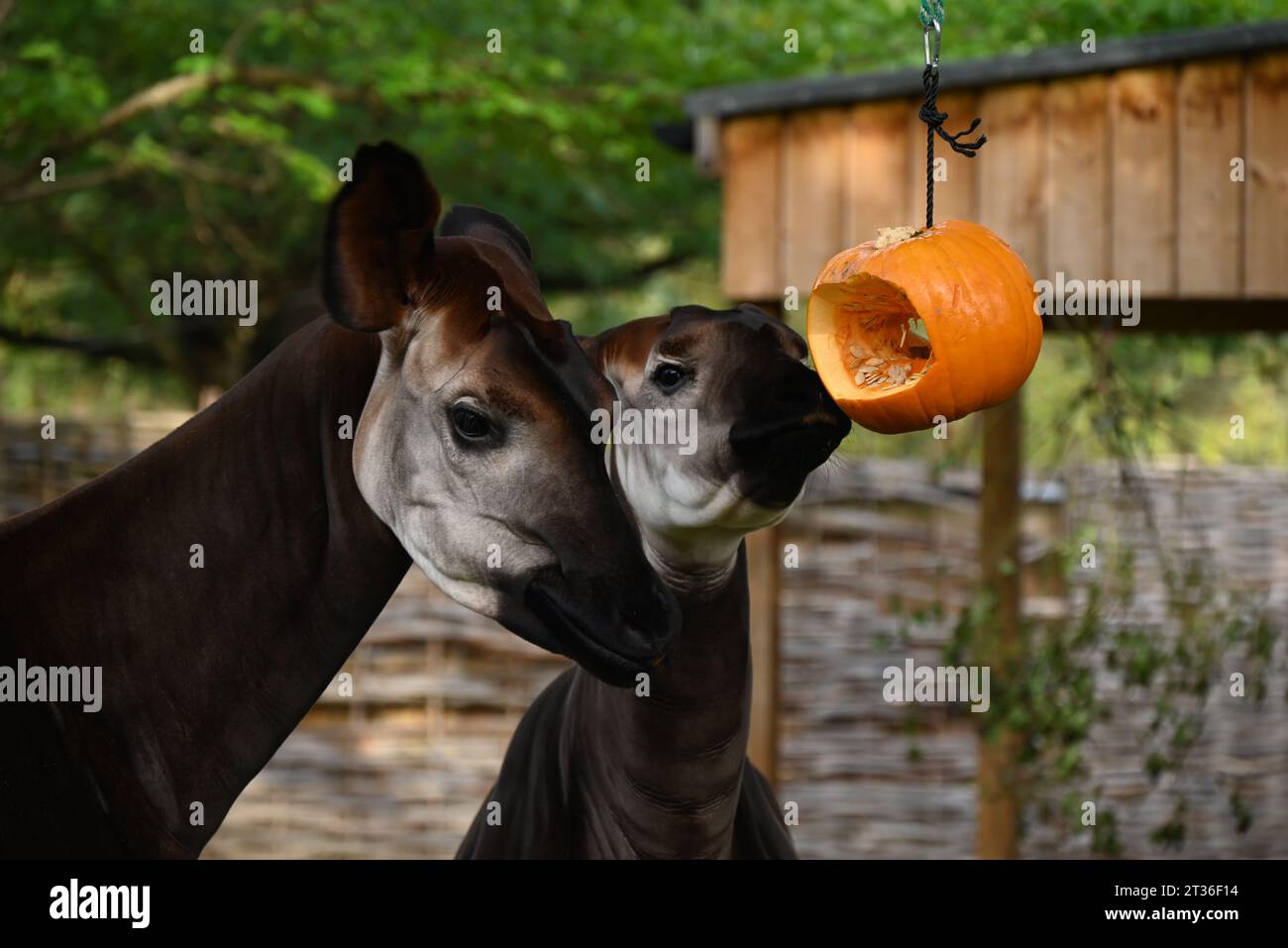 Okapis Oni and  Ede , wrap their bewitching black tongues ,which can stretch to an incredible 30 cm around hand-carved gourds ,to find there breakfast for an early halloween treat . Stock Photo