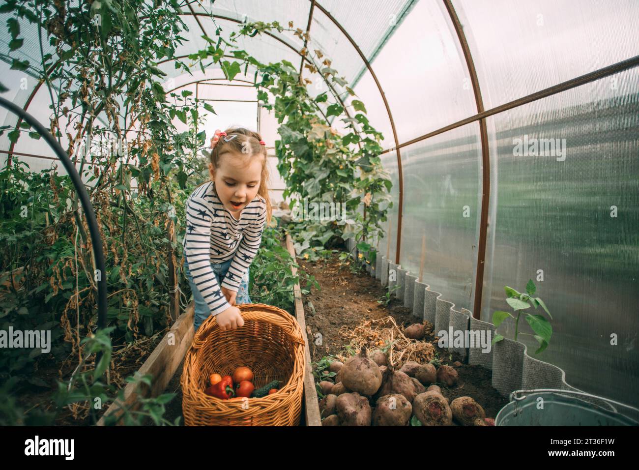 Blond girl harvesting tomatoes and red bell peppers at greenhouse Stock Photo