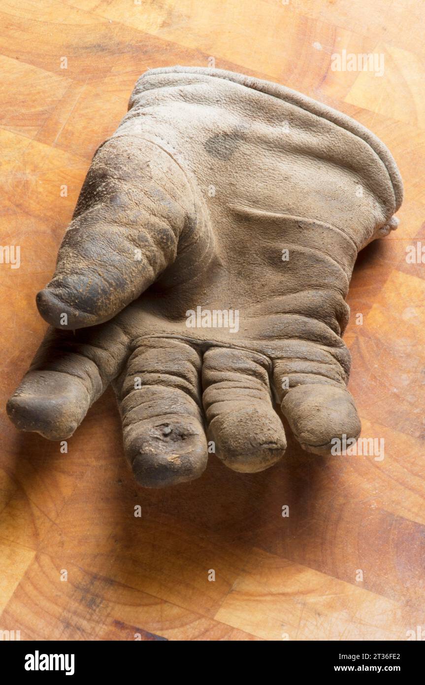 Single old leather gardening glove - John Gollop Stock Photo
