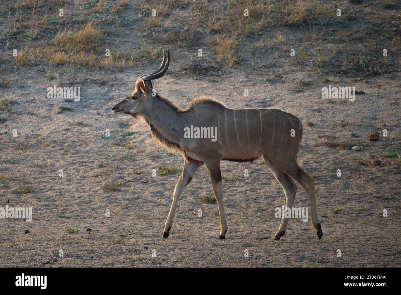 Kudu male. Kudu macho Stock Photo