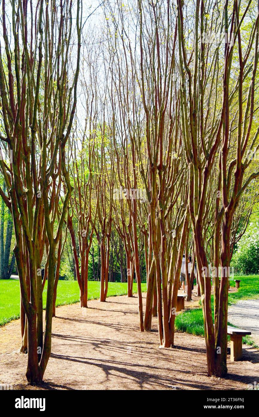 A vertical of a pathway lined with trees in a park Stock Photo - Alamy