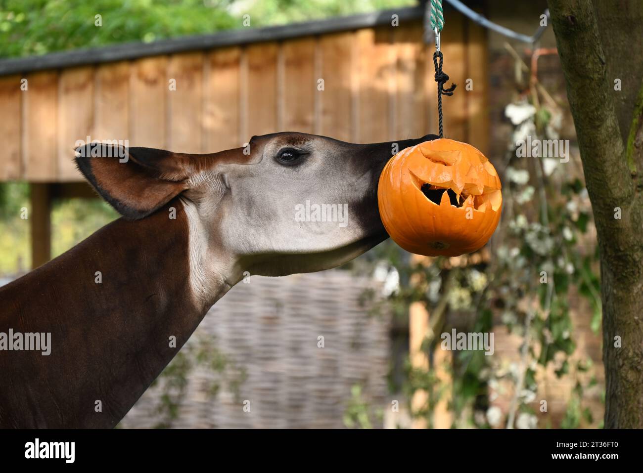 Okapis Oni and  Ede , wrap their bewitching black tongues ,which can stretch to an incredible 30 cm around hand-carved gourds ,to find there breakfast for an early halloween treat . Stock Photo