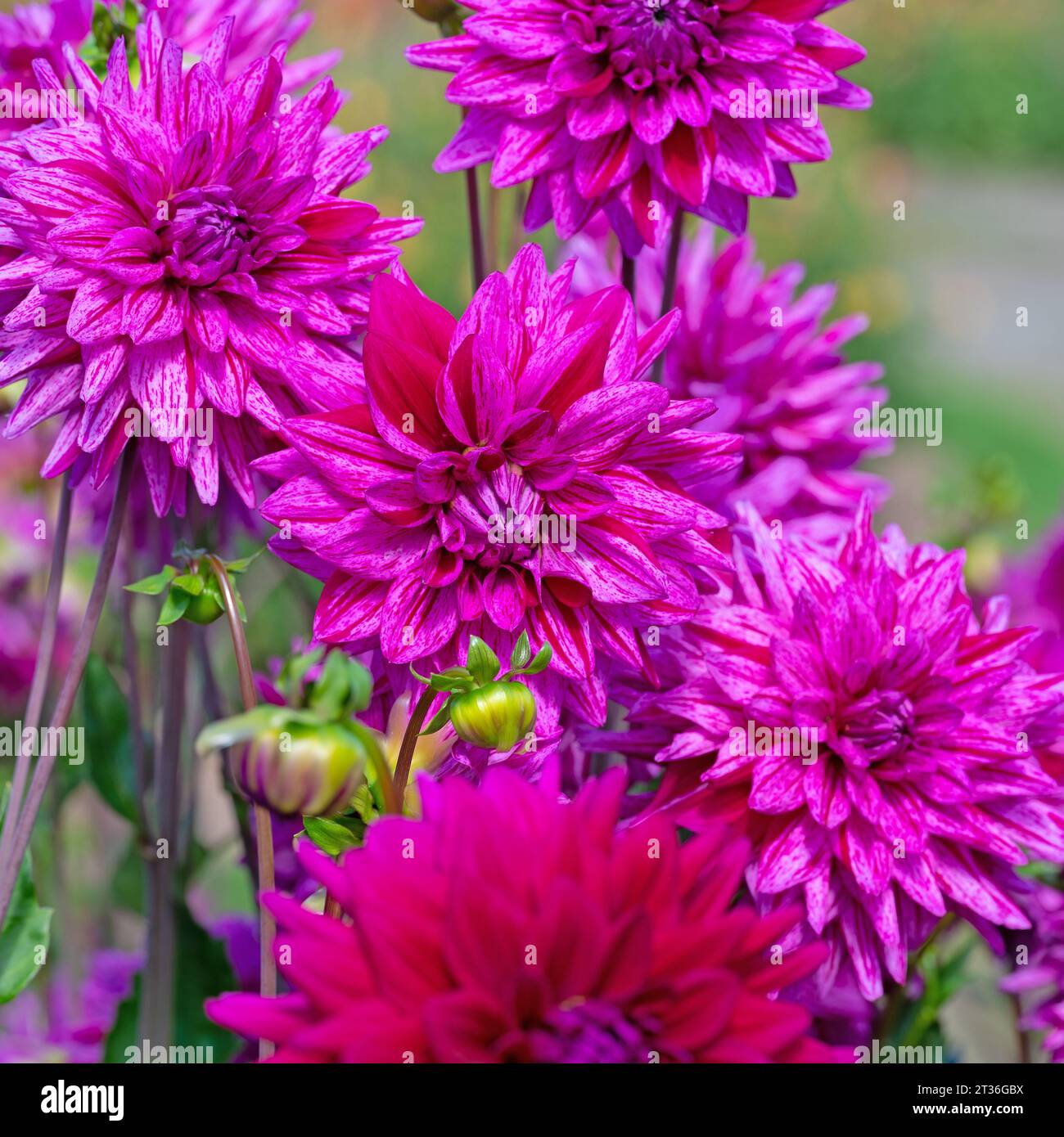 Close up dahlias hi-res stock photography and images - Alamy