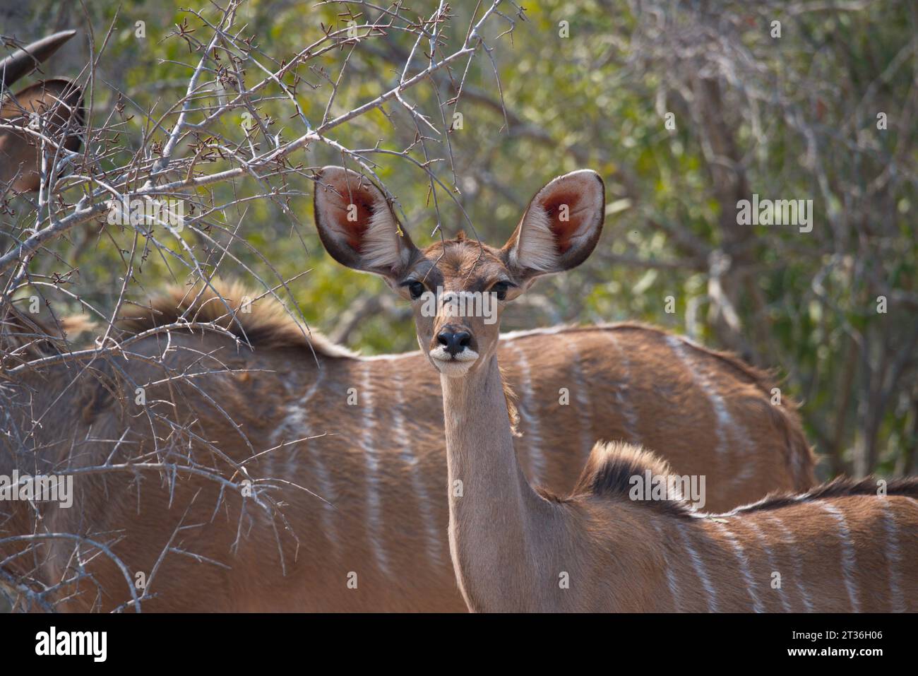 Kudu female. Kudu hembra Stock Photo