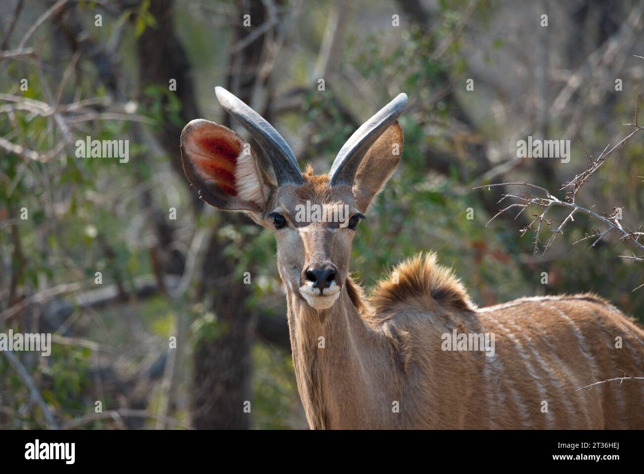 Kudu male. Kudu macho Stock Photo