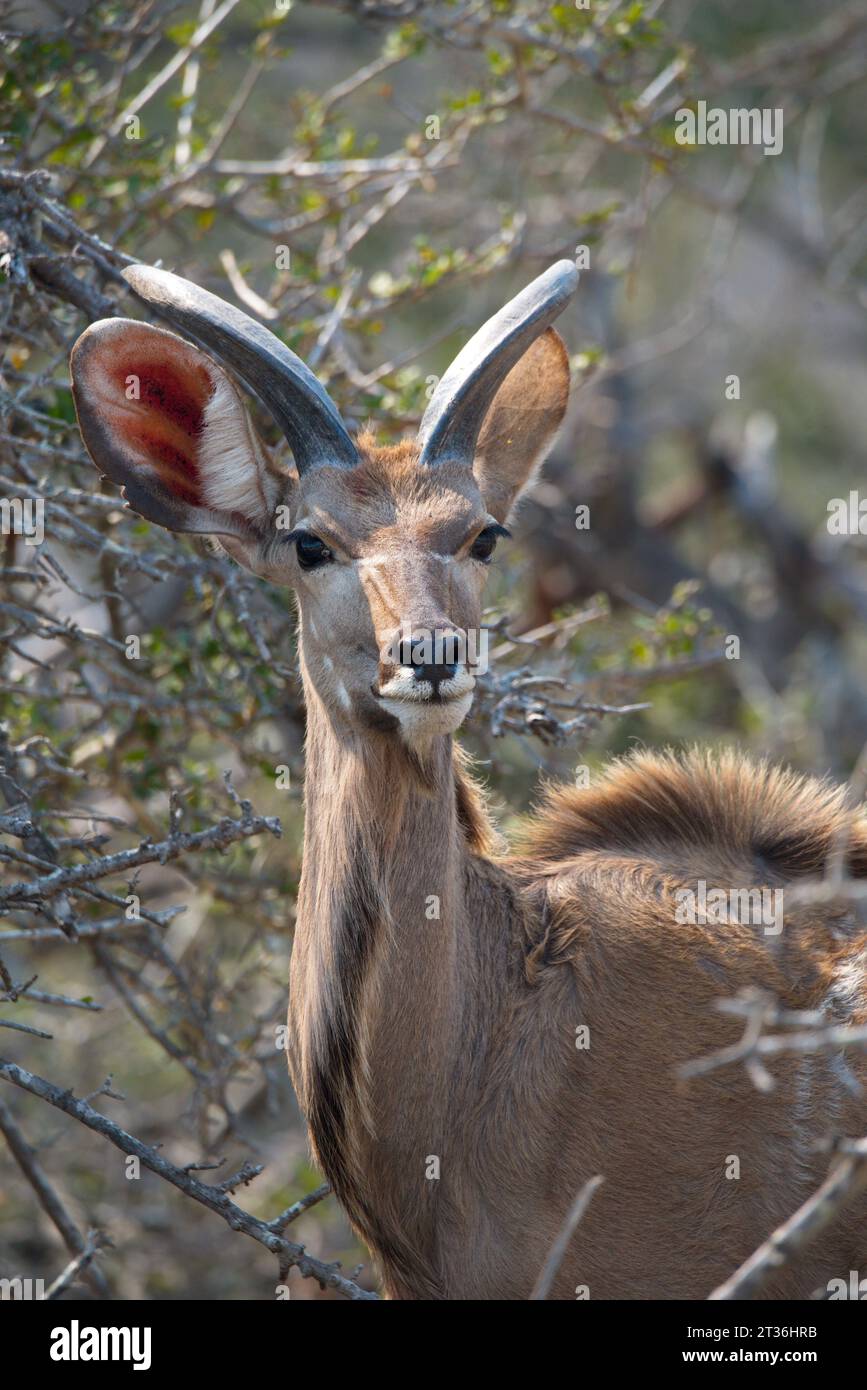 Kudu male. Kudu macho Stock Photo