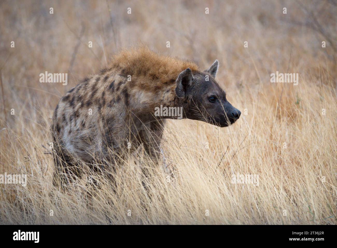 Hyena in savanna. hiena en la sabana Stock Photo