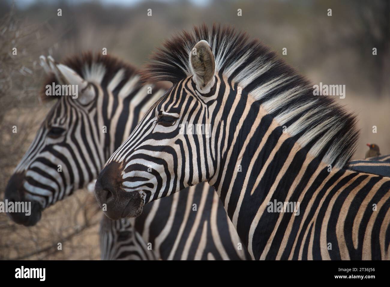 Zebra in the sabanna. Cebra en la sabana Stock Photo - Alamy