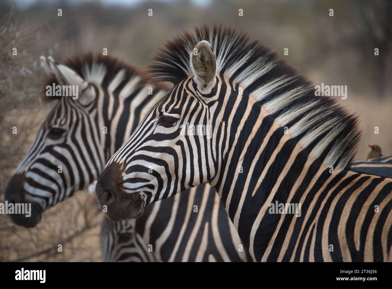 Zebra  in the sabanna. Cebra  en la sabana Stock Photo