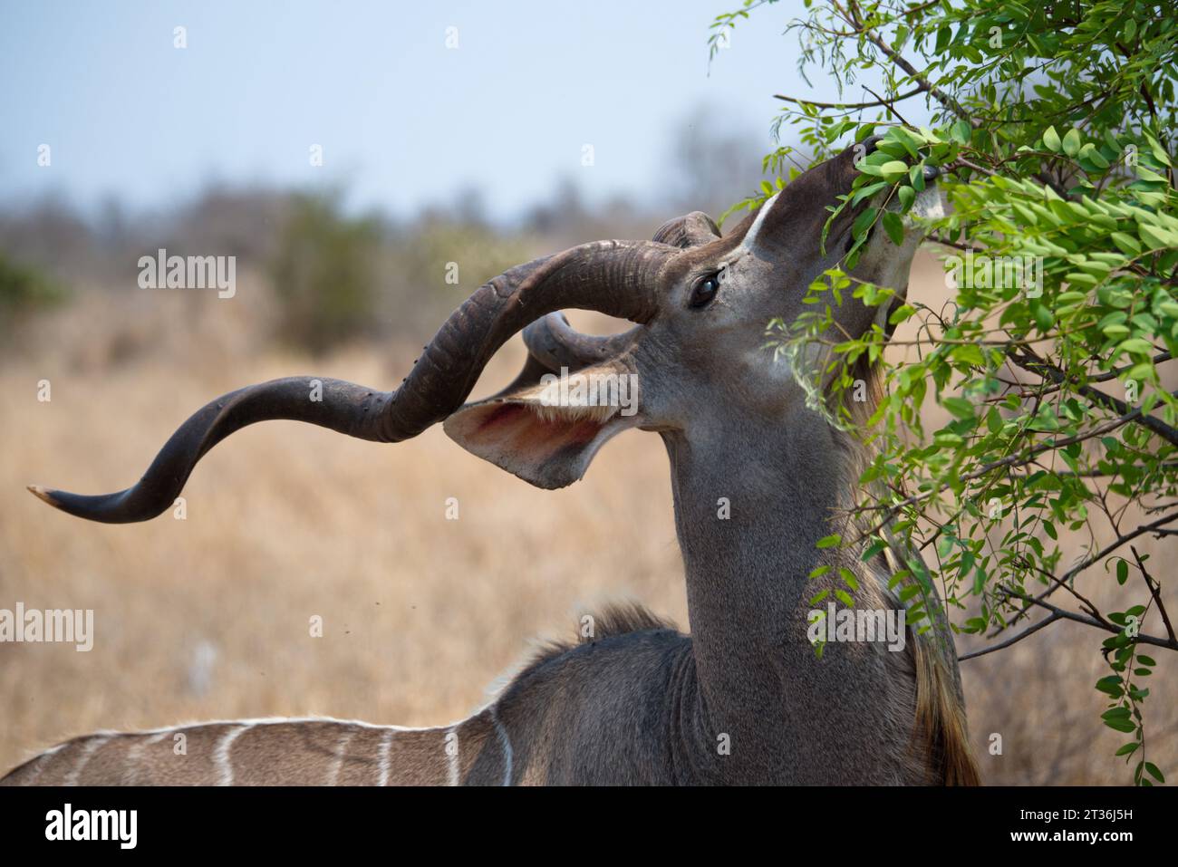 Kudu male. Kudu macho Stock Photo