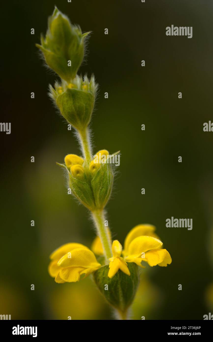 CUERNO DE ABUNDANCIA DORADA U2013 Veladora Titulo