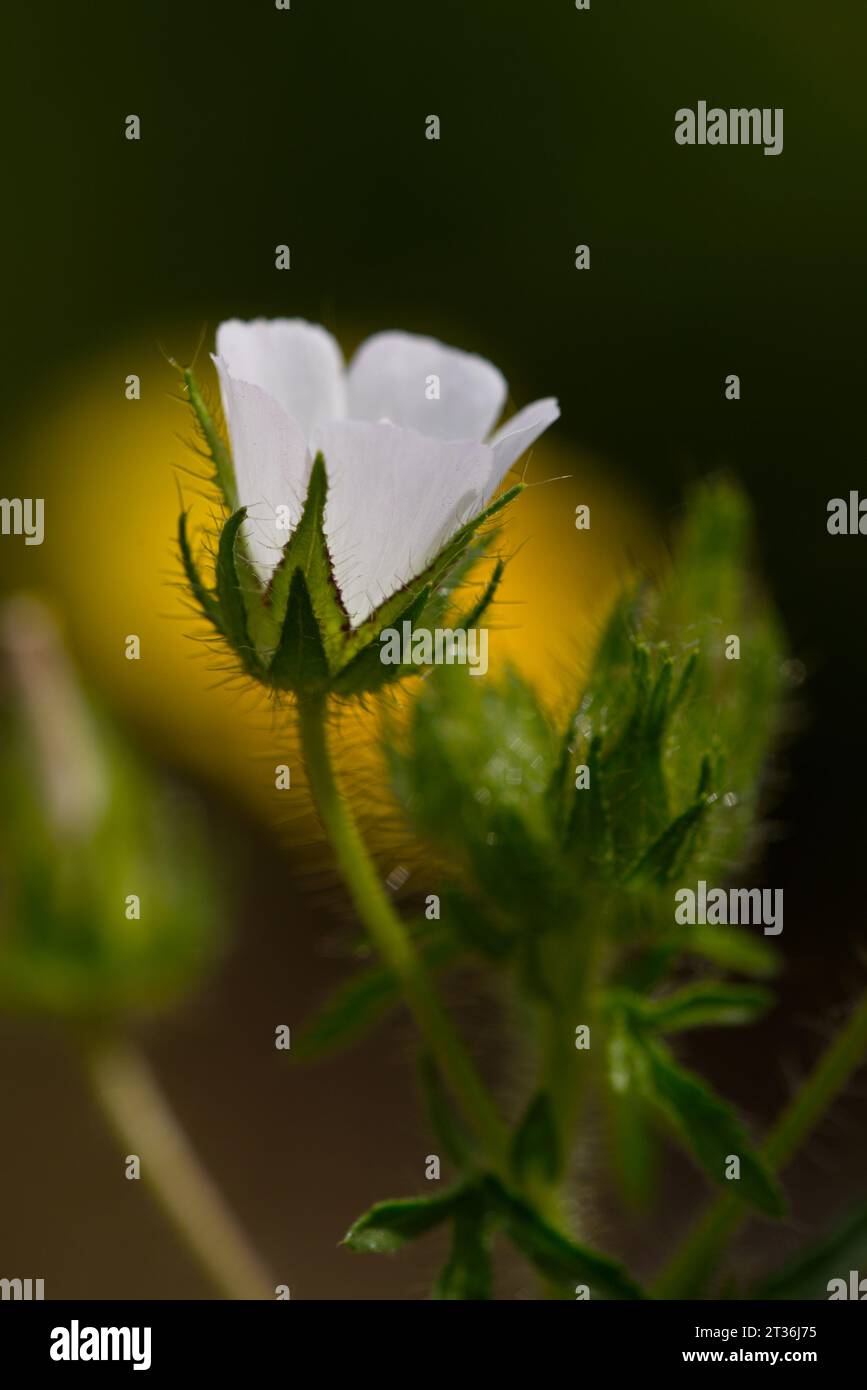 Hairy marshmallow. Malva setigera Stock Photo