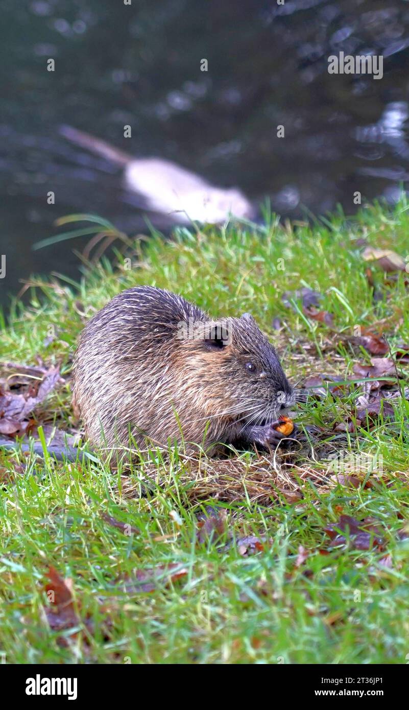 Die aus Südamerika stammende Nagetierart Nutria Myocastor coypus, auch als Biberratte, Sumpfbiber, Schweifbiber oder Schweifratte bezeichnet, findet ihren Lebensraum manchmal auch in Städten. Hier zwei Nutria-Jungtiere in einem Grüngürtel in Bremen-Hemelingen, ohne jede Scheu vor Menschen. Ihre Familie hat ihren Bau am Gärtnerhoffleet angelegt, einem breiten Graben mit Uferböschung. Deichschützer sehen in Nutrias eine Gefahr für den Hochwasserschutz, weil sie Deiche unterhöhlen. *** The rodent species Nutria Myocastor coypus, also called beaver rat, swamp beaver, tail beaver or tail rat, orig Stock Photo