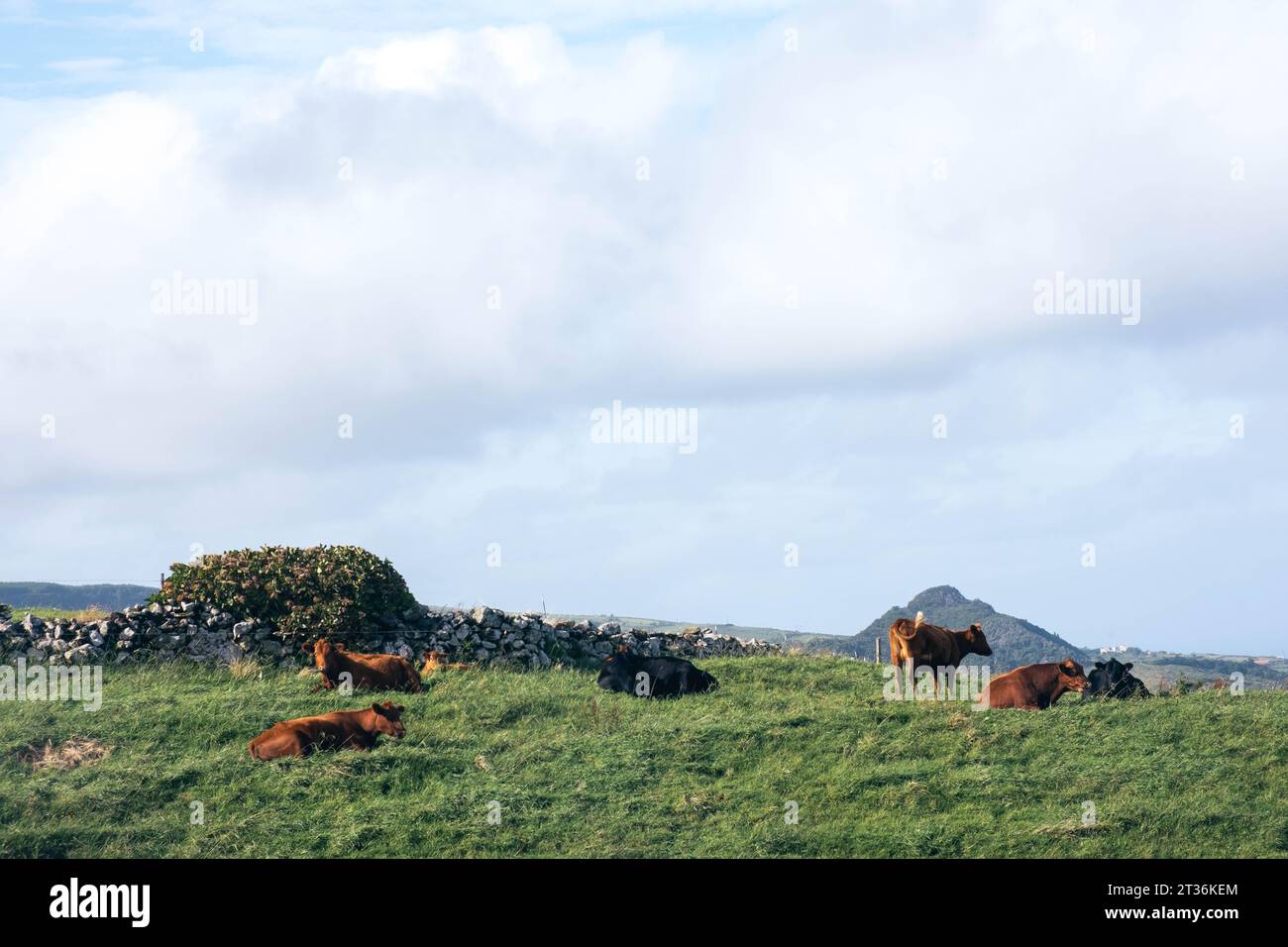 Cows resting in Lajes das Flores Stock Photo