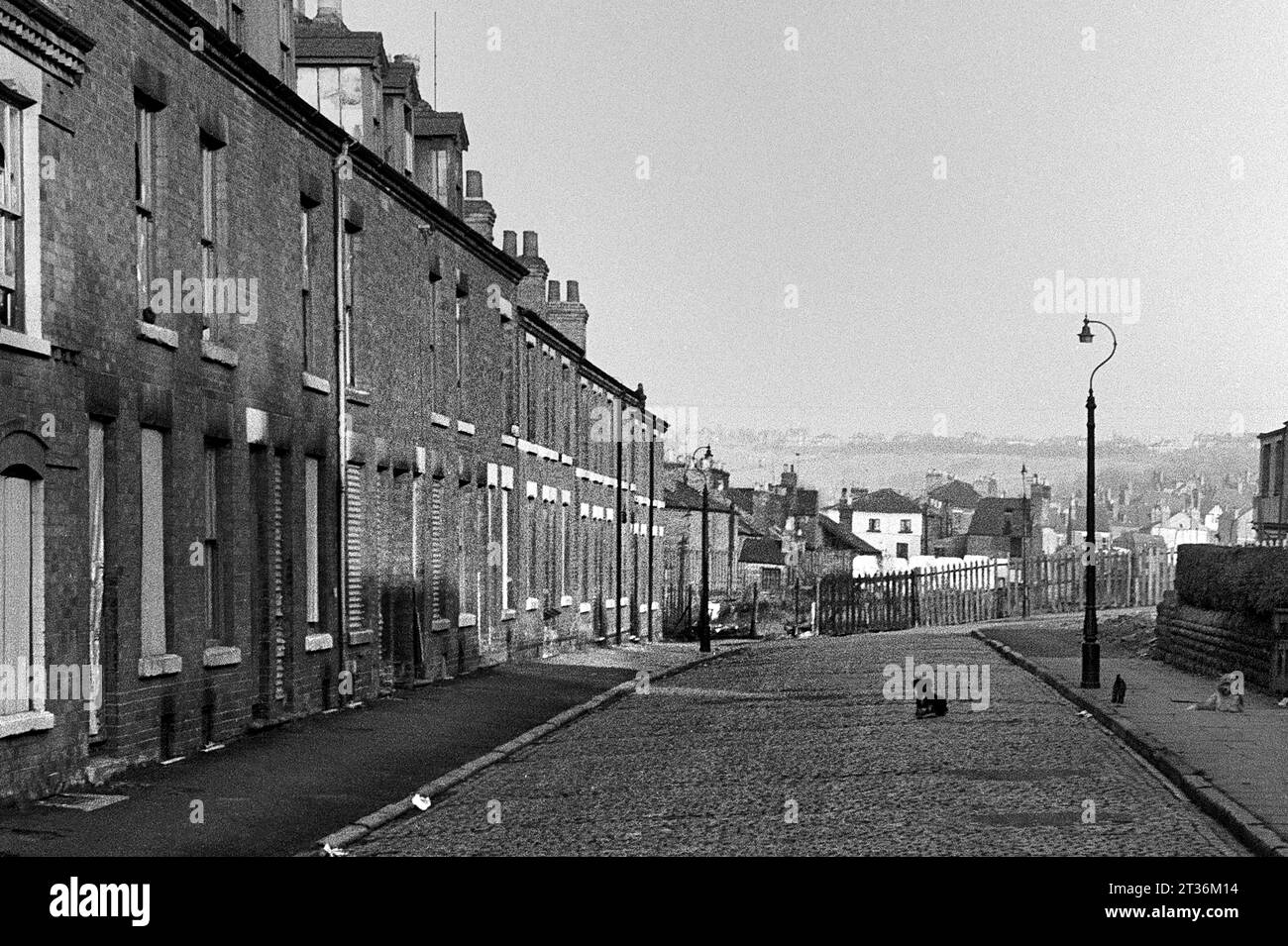 Dogs playing on a cobbled street of houses awaiting demolition during the slum clearance of St Ann's, Nottingham. 1969-1972 Stock Photo