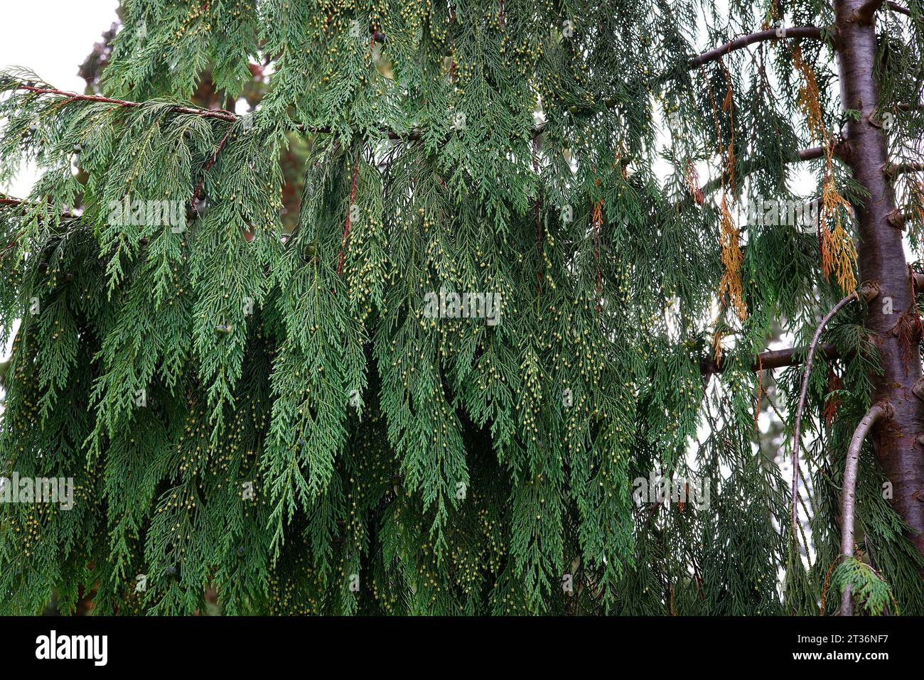 Close up of the weeping branches of the evergreen conifer Xanthocyparis nootkatensis pendula. Stock Photo
