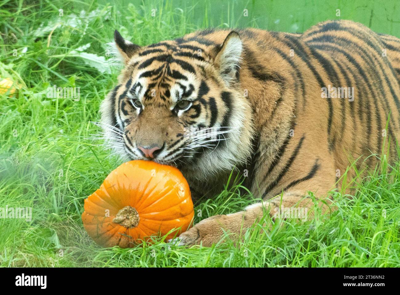 London, UK. 23rd Oct, 2023. A Sumatran tiger celebrates Halloween early ...
