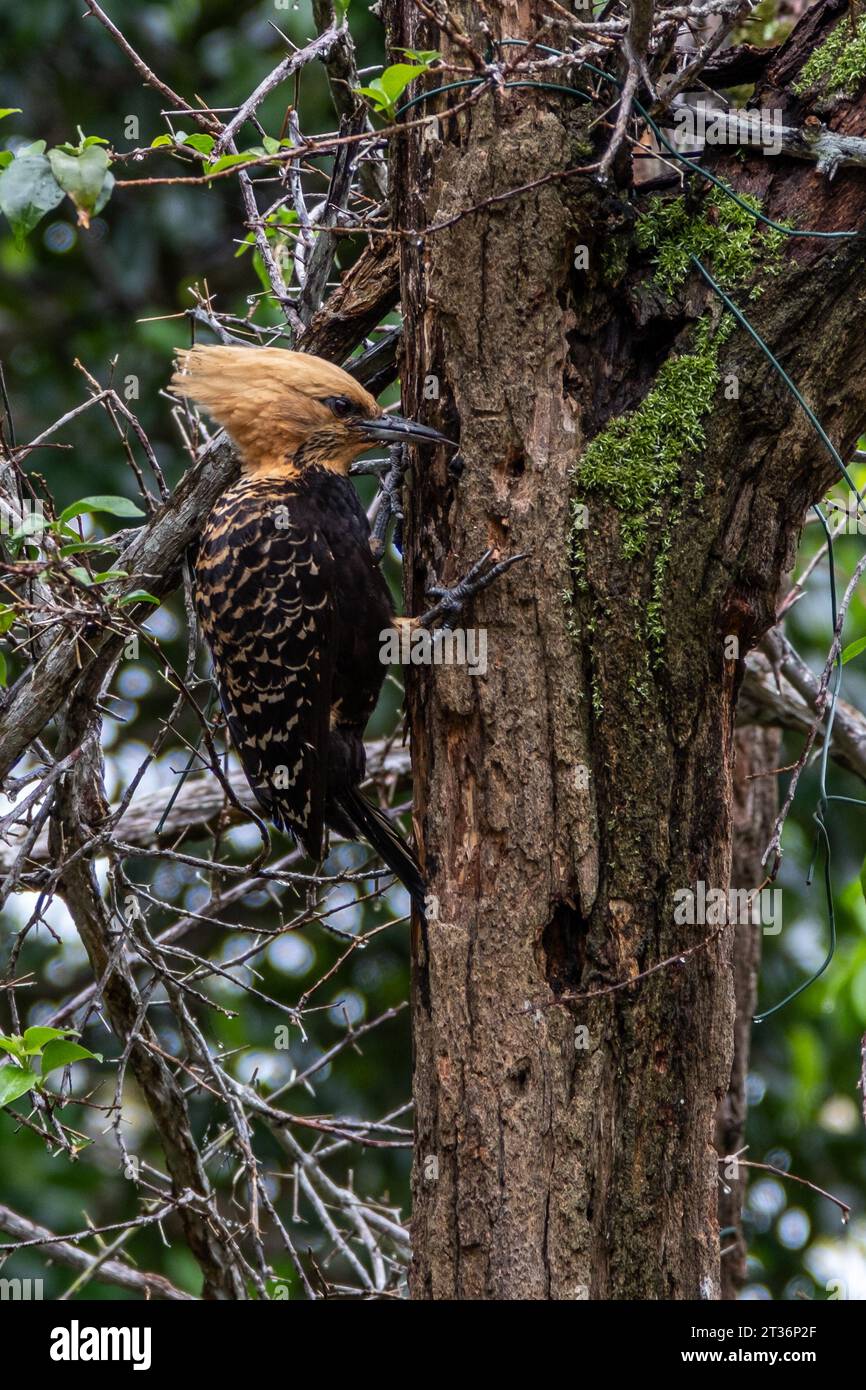 Blond-crested Woodpecker in The Atlantic forest, Brazil. Woodpecker in the wildlife. Stock Photo