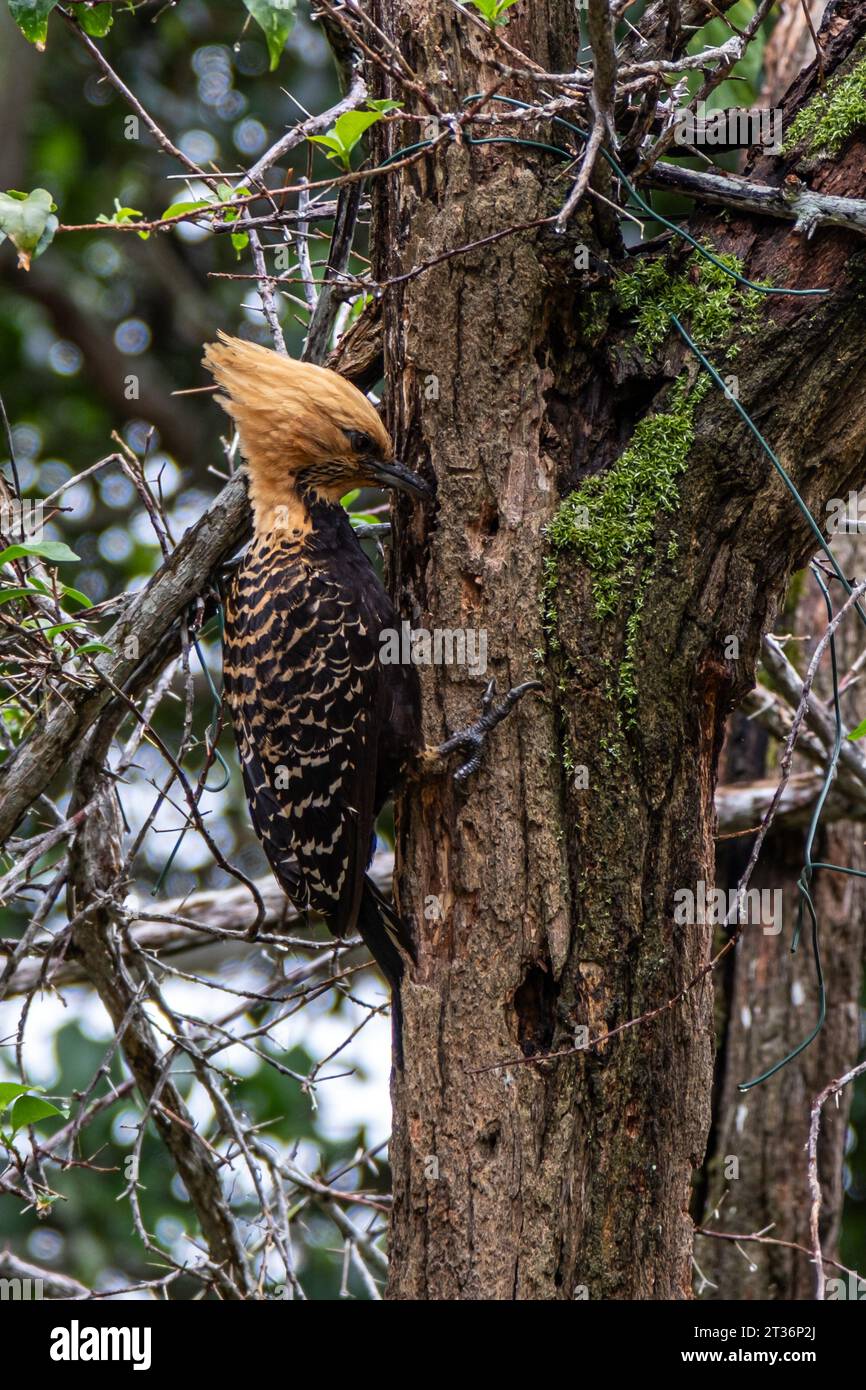 Blond-crested Woodpecker in The Atlantic forest, Brazil. Woodpecker in the wildlife. Stock Photo