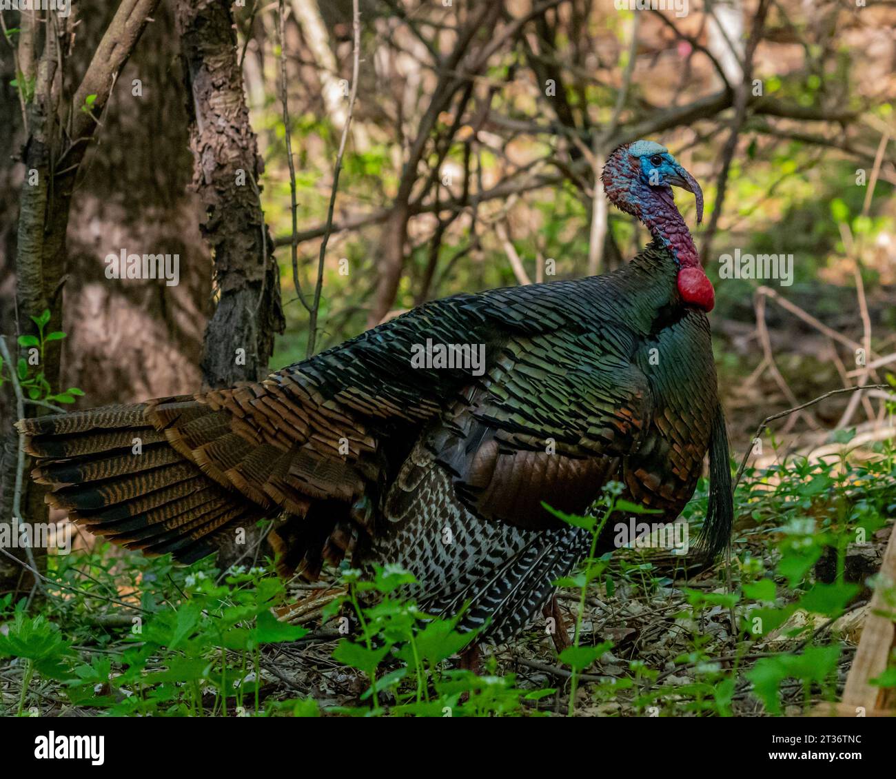 A male tom turkey (Meleagris gallopavo) standing in the woods in the ...