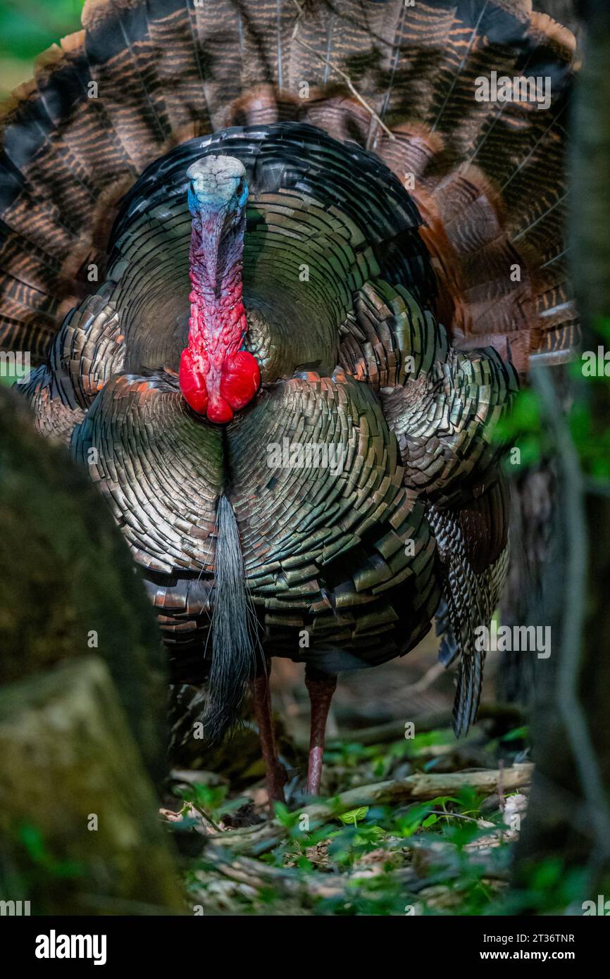 A male tom turkey (Meleagris gallopavo) standing in the woods in the Spring  in Michigan, USA. Stock Photo