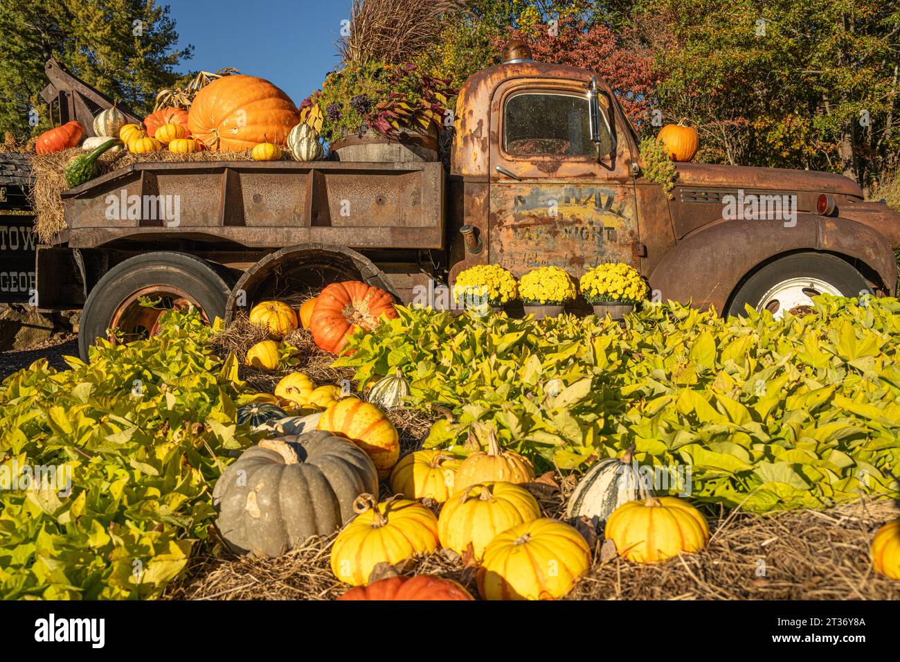 Vintage tow truck with pumpkins and fall foliage at the entrance to the Georgia Mountain Fairgrounds in Hiawassee, Georgia. (USA) Stock Photo