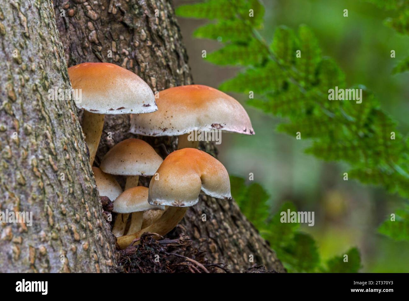 Sulphur tuft fungi / clustered woodlover (Hypholoma fasciculare / Psilocybe fascicularis) mushrooms growing on tree trunk in autumn forest Stock Photo