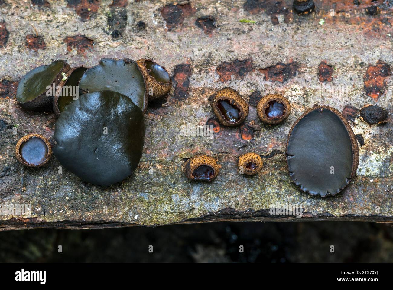 Black bulgar / black jelly drops (Bulgaria inquinans) fungi growing on bark of felled tree showing different growth stages in autumn forest Stock Photo
