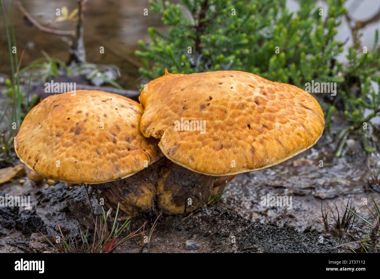 Spectacular rustgill / laughing gym mushroom (Gymnopilus junonius / Agaricus aureus / Agaricus junonius) in autumn / fall Stock Photo