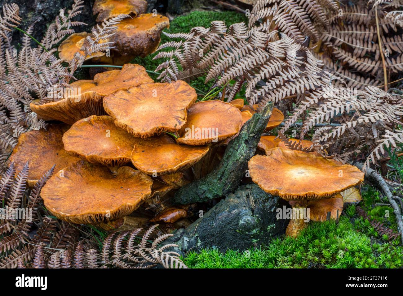 Spectacular rustgill / laughing gym mushroom (Gymnopilus junonius / Agaricus aureus / Agaricus junonius) in forest in autumn / fall Stock Photo