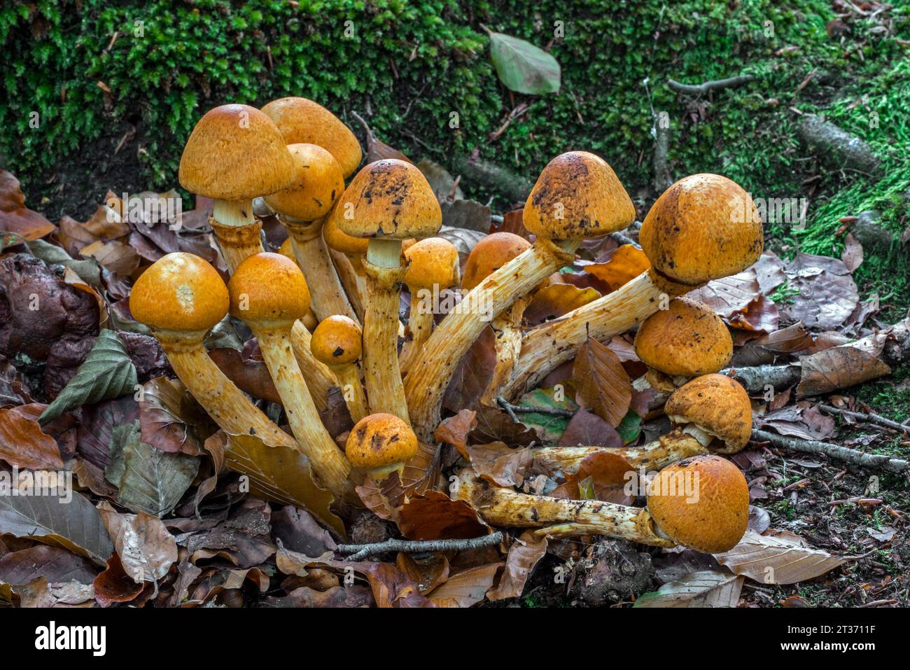 Spectacular rustgill / laughing gym mushroom (Gymnopilus junonius / Agaricus aureus / Agaricus junonius) early growth stage in autumn forest Stock Photo