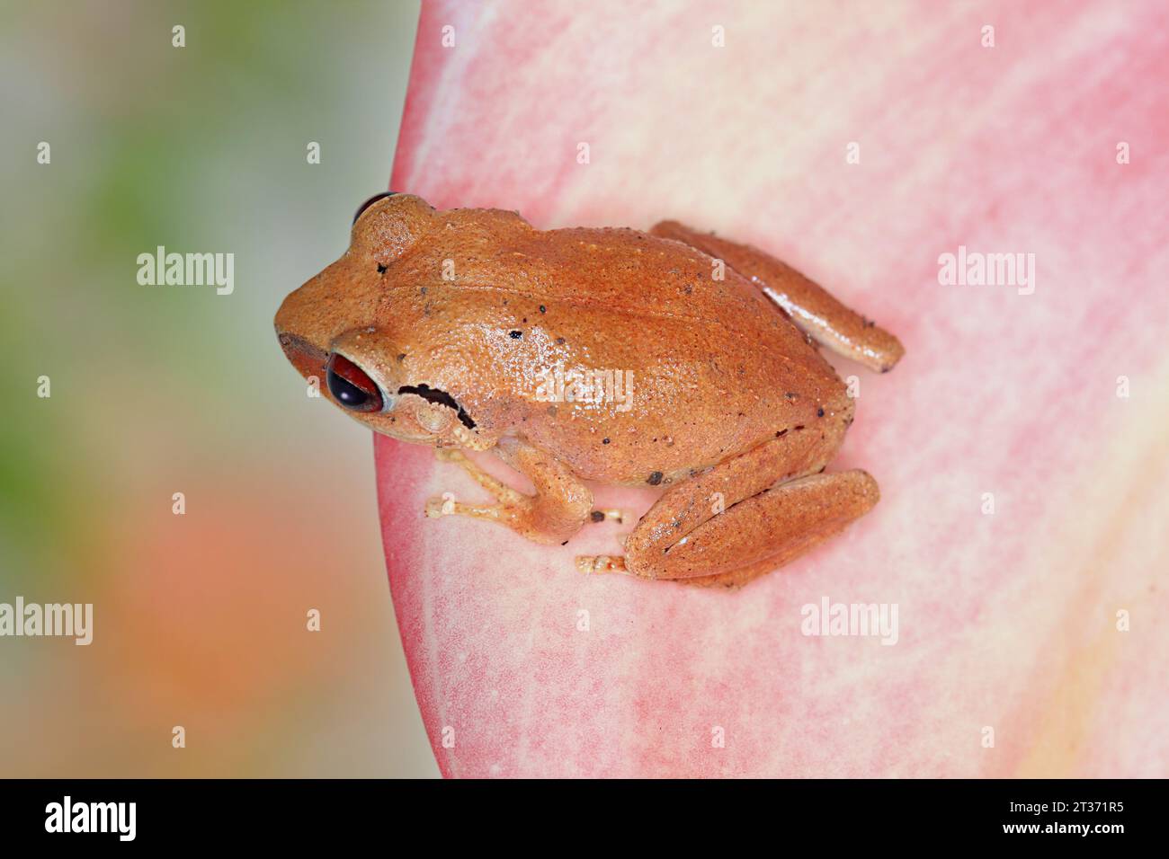 coqui frog in its natural habitat, this is the true coqui of Puerto