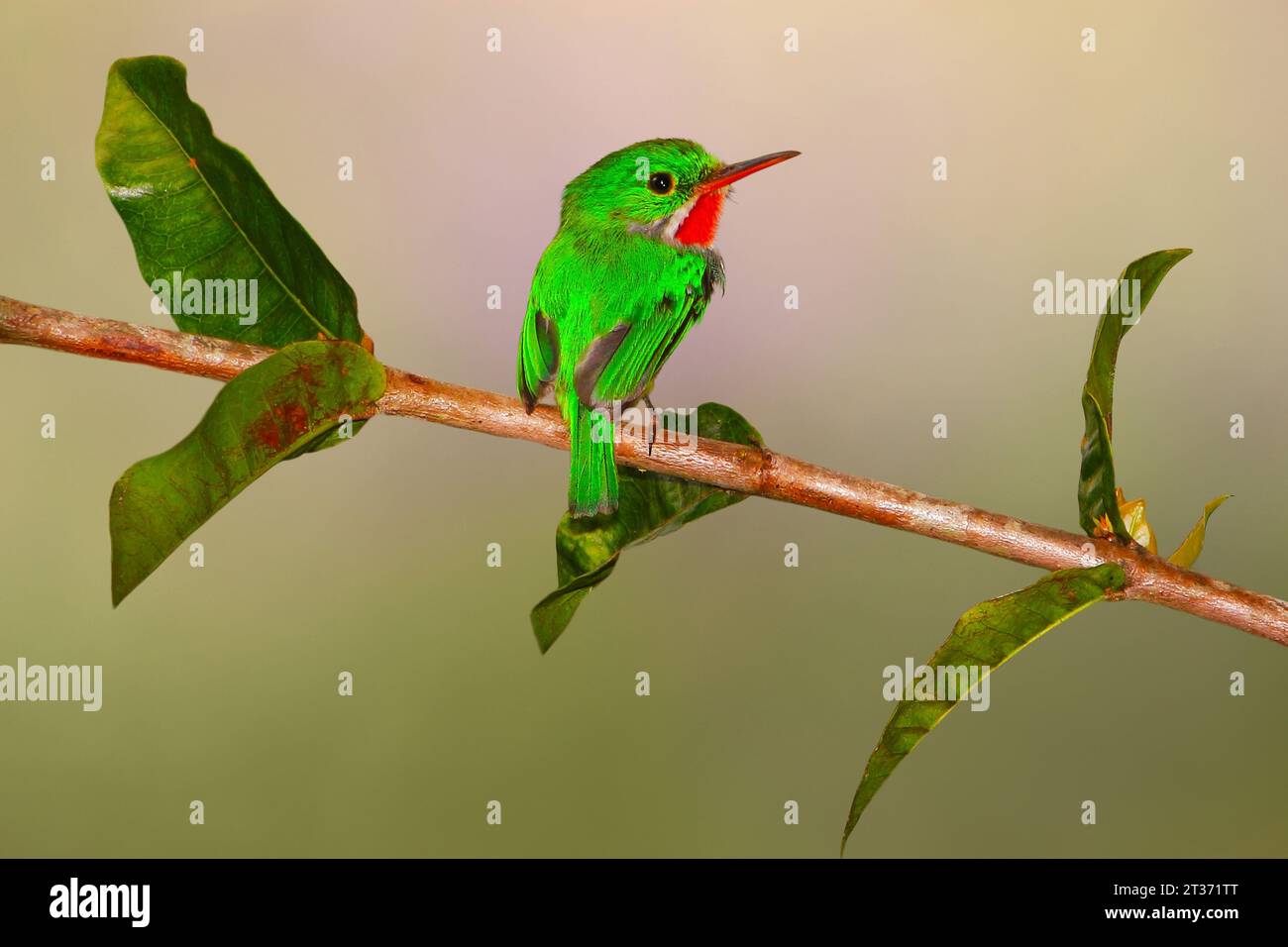 coqui frog in its natural habitat, this is the true coqui of Puerto