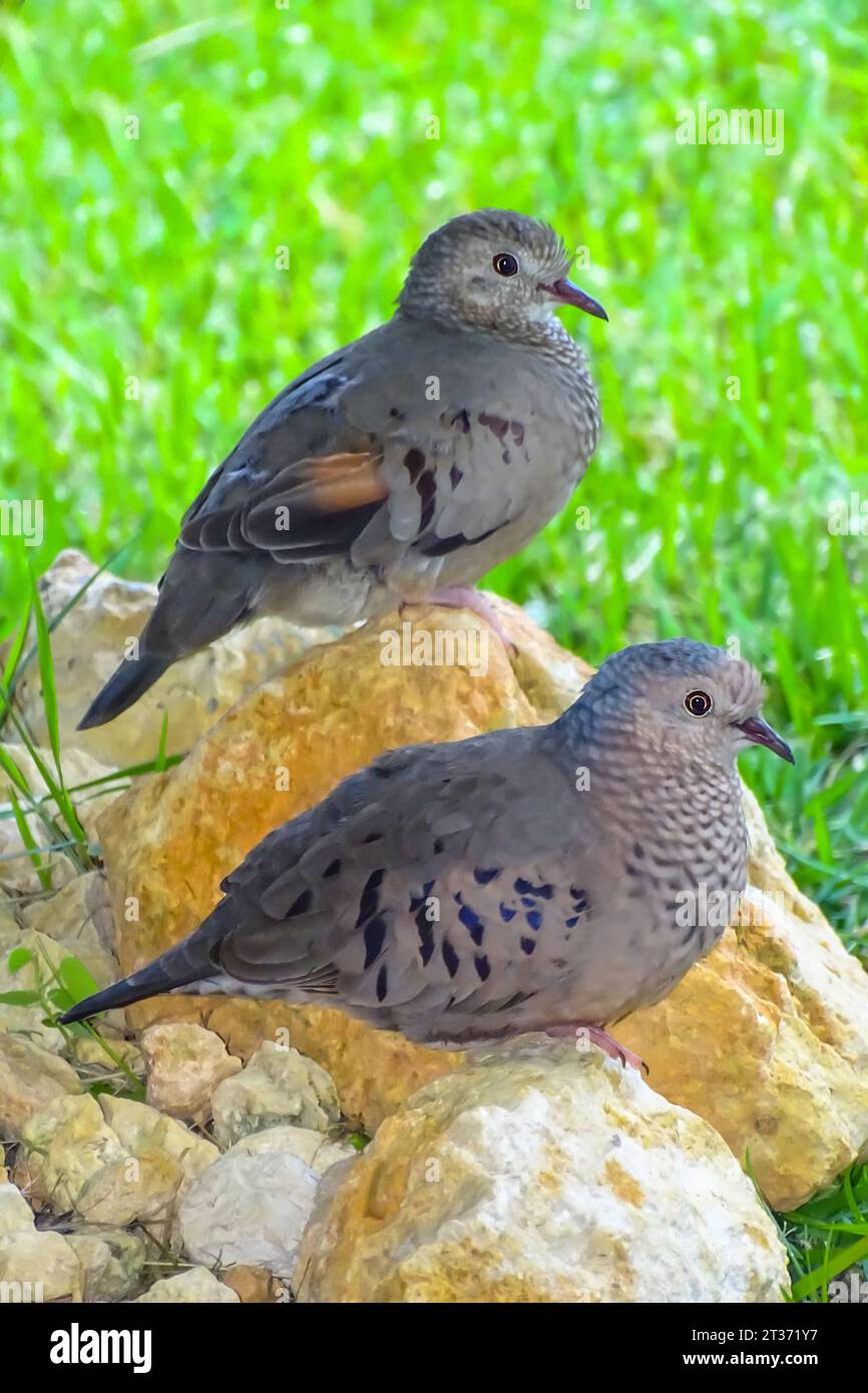 coqui frog in its natural habitat, this is the true coqui of Puerto