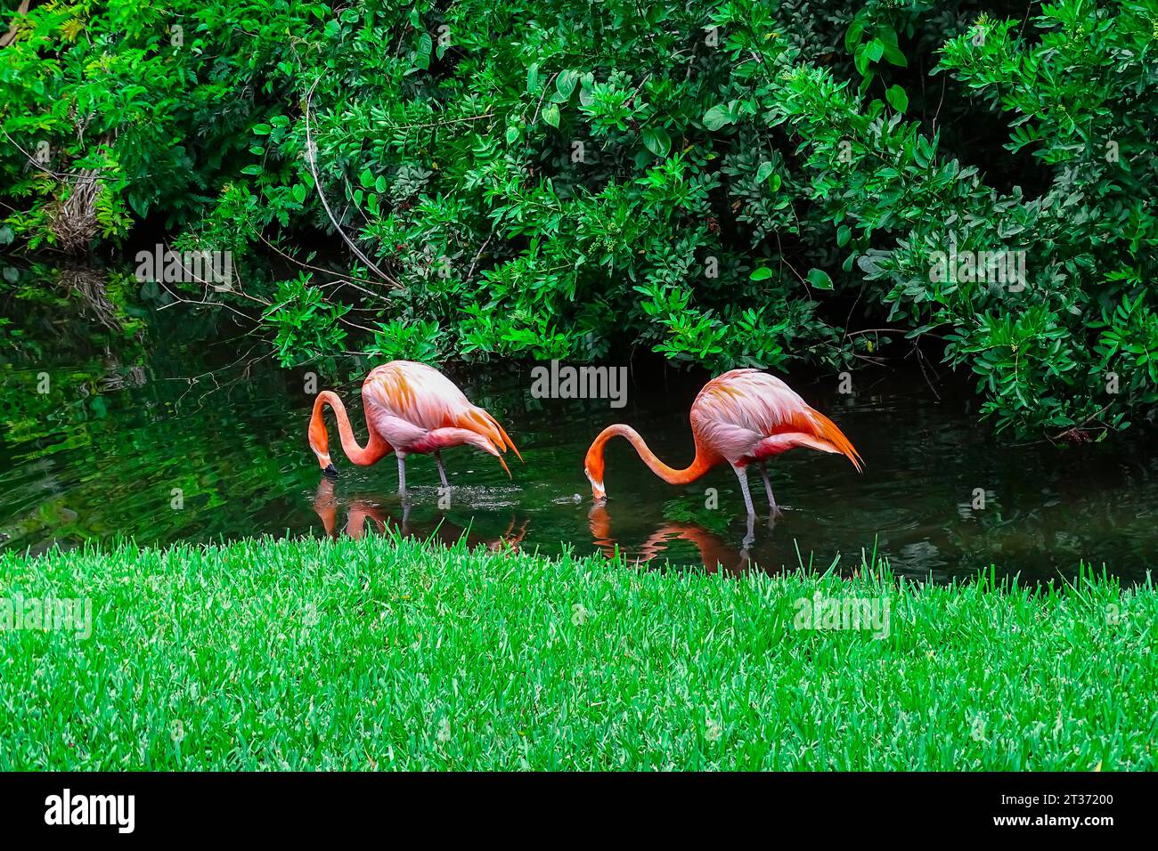 coqui frog in its natural habitat, this is the true coqui of Puerto
