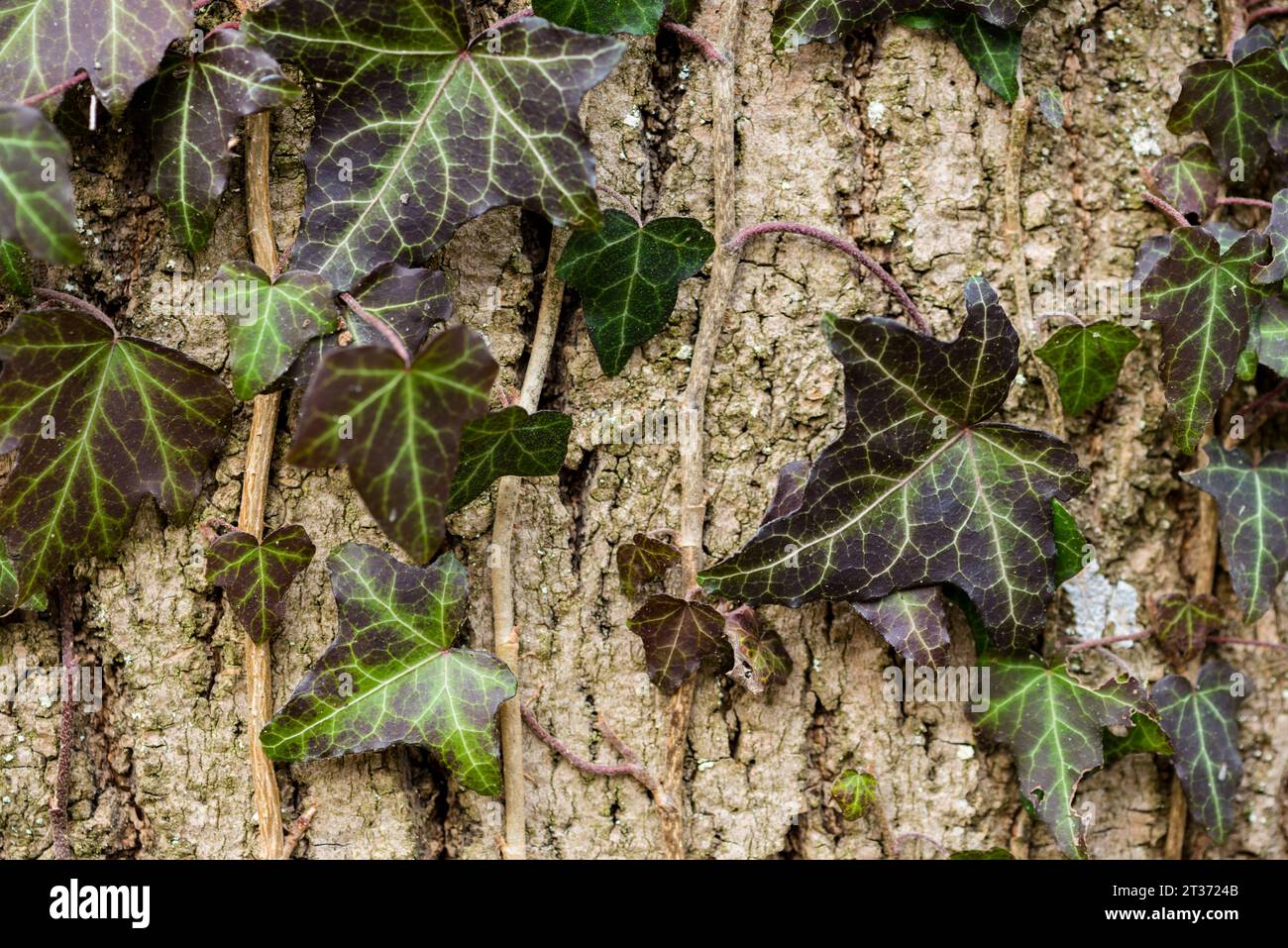 Wild ivy (Hedera helix) on a an old tree in a Prytysianskyi Regional Park, Ukraine Stock Photo