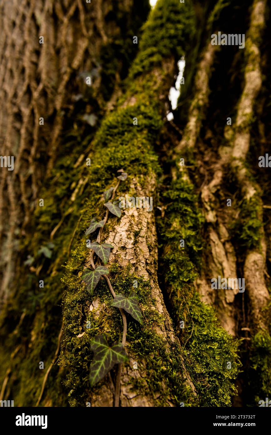 Wild ivy (Hedera helix) on a an old tree in a Prytysianskyi Regional Park, Ukraine Stock Photo