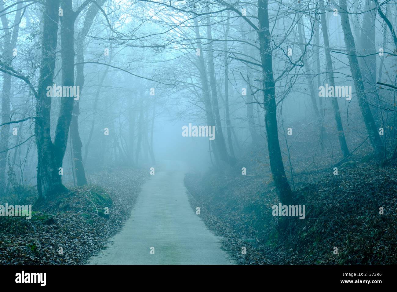 road and beech forest landscape in the fog in winter. Stock Photo