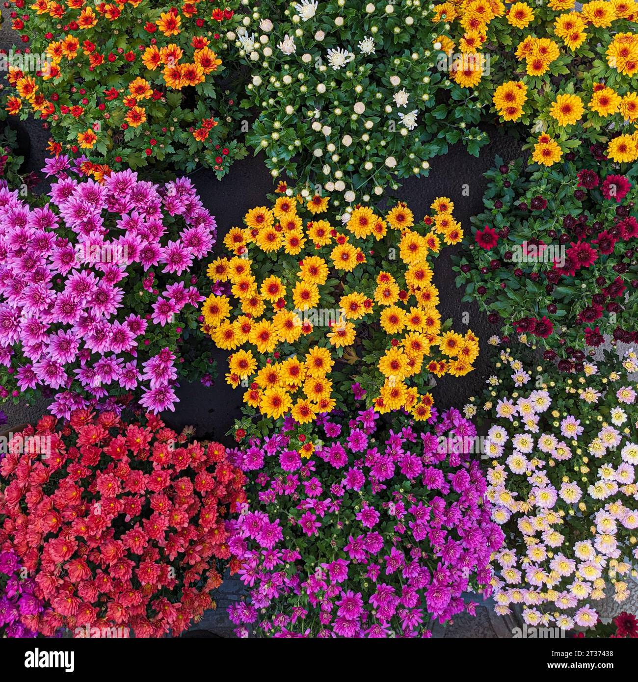 Many colorful chrysanthemums in flower pots, top view Stock Photo